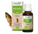 Bouleau (Betula) bourgeon